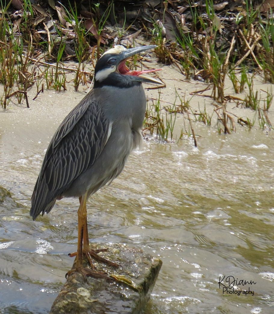 10 - Yellow-crowned Night Heron