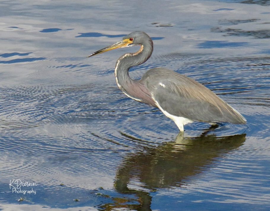 32 - Tri-colored Heron