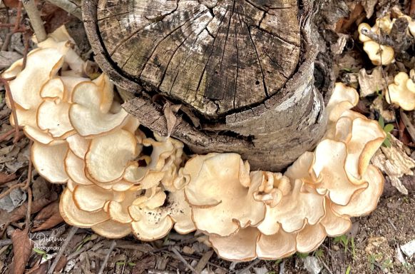 Oyster Mushroom