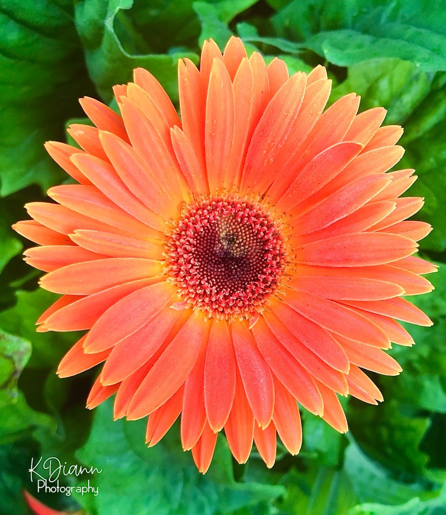Gerber Daisy