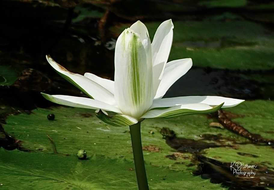 Water Lily