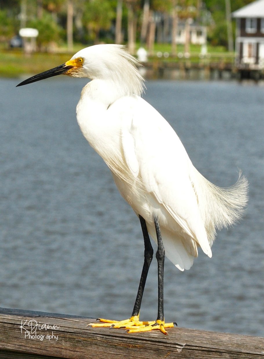 27 - Snowy Egret