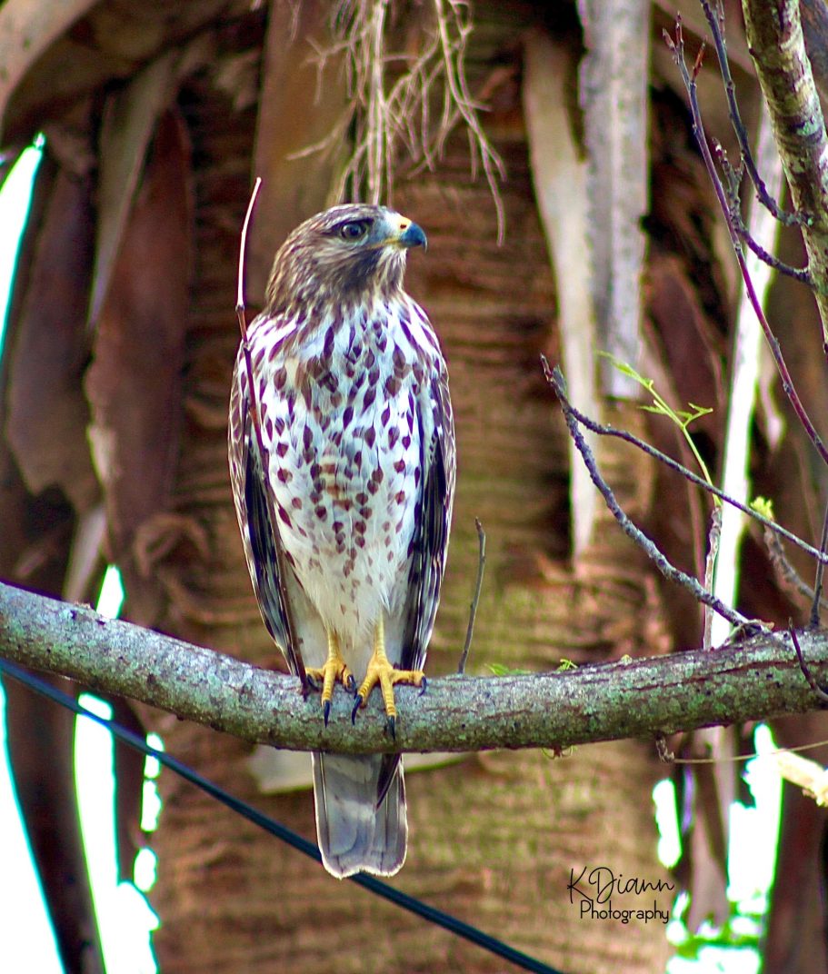 33 - Red-shouldered Hawk