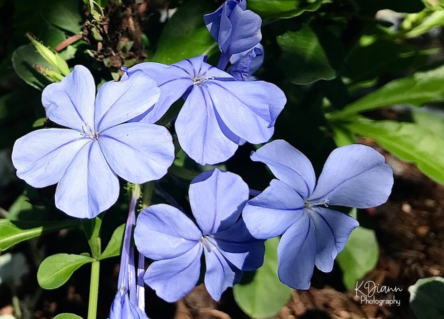 Plumbago