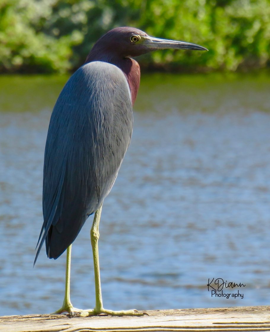 7 - Little Blue Heron
