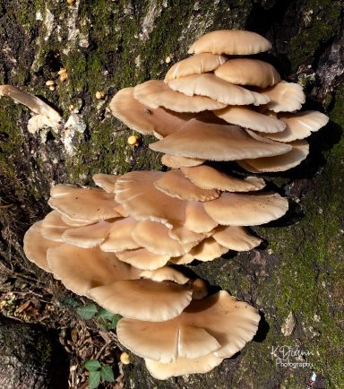 Oyster Mushroom