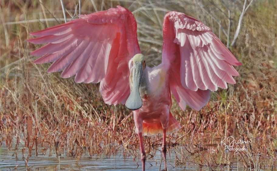 11 -Roseate Spoonbill