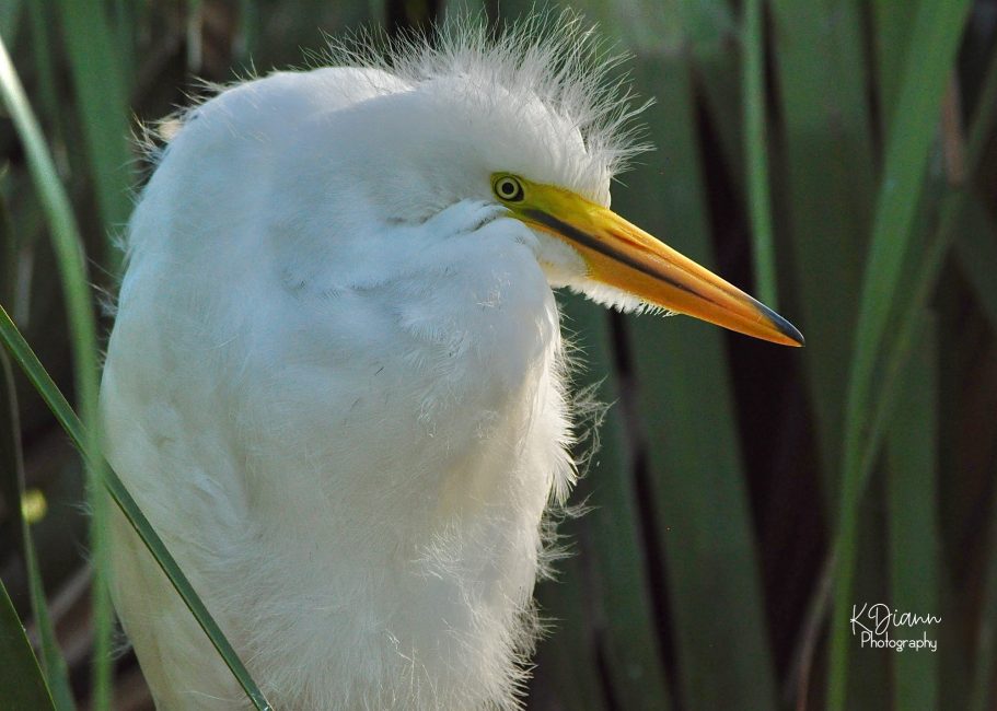 25 - Cattle Egret