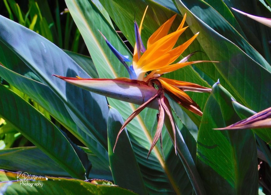Bird of Paradise