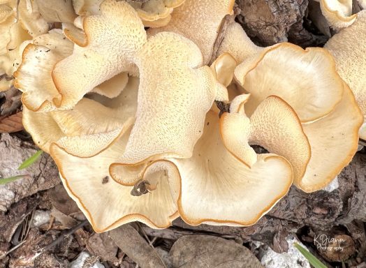 Oyster Mushroom