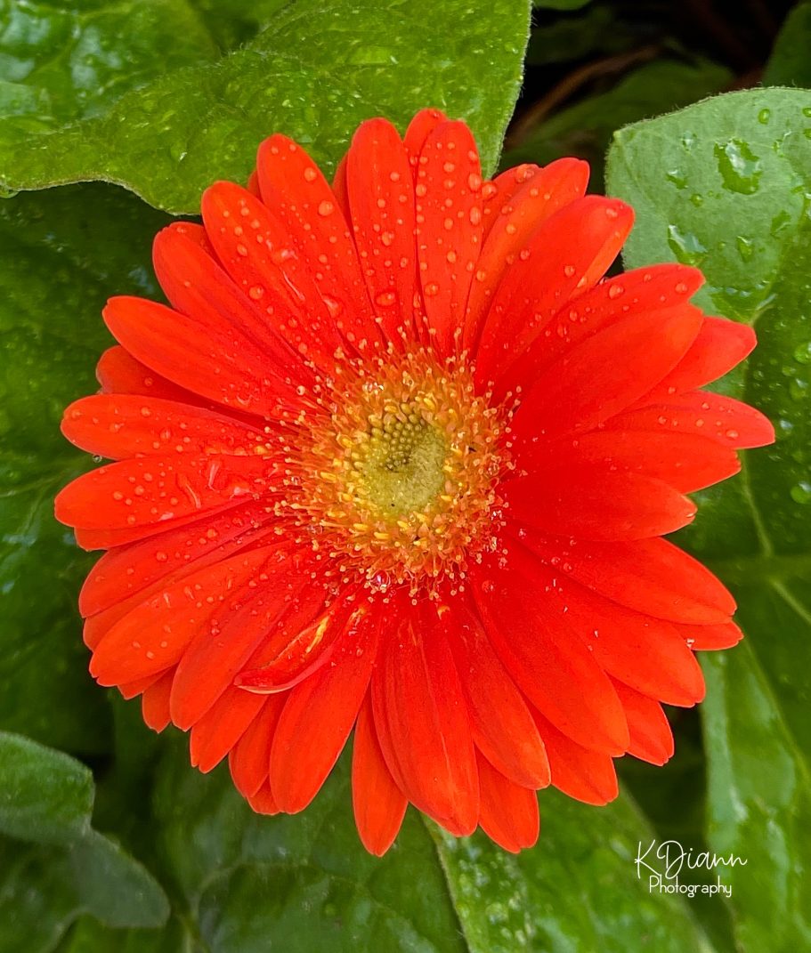 Gerber Daisy