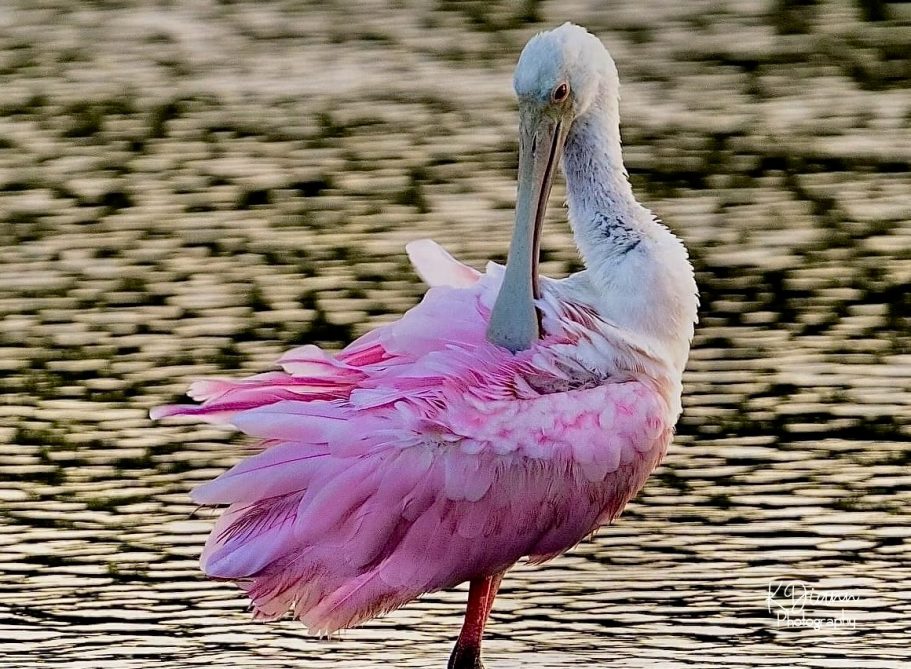 17 - Roseate Spoonbill
