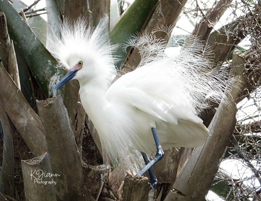 16 - Snowy Egret breeding plumage