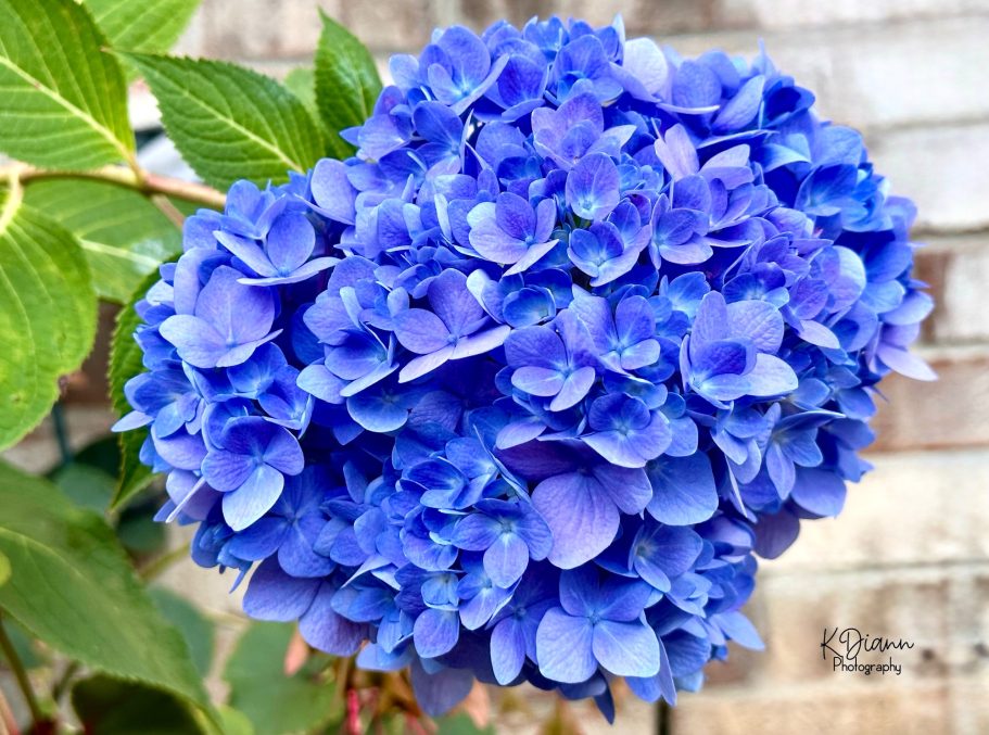 Hydrangea