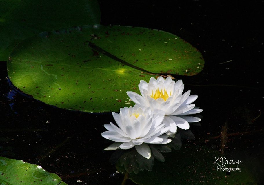 Water Lilies
