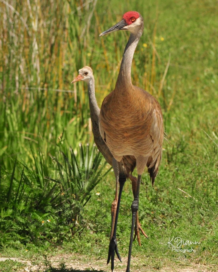14 - Sandhill Crane with Colt