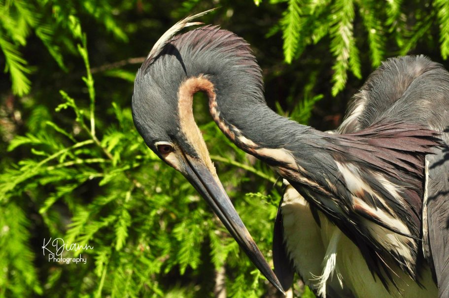 31 - Tri-colored Heron