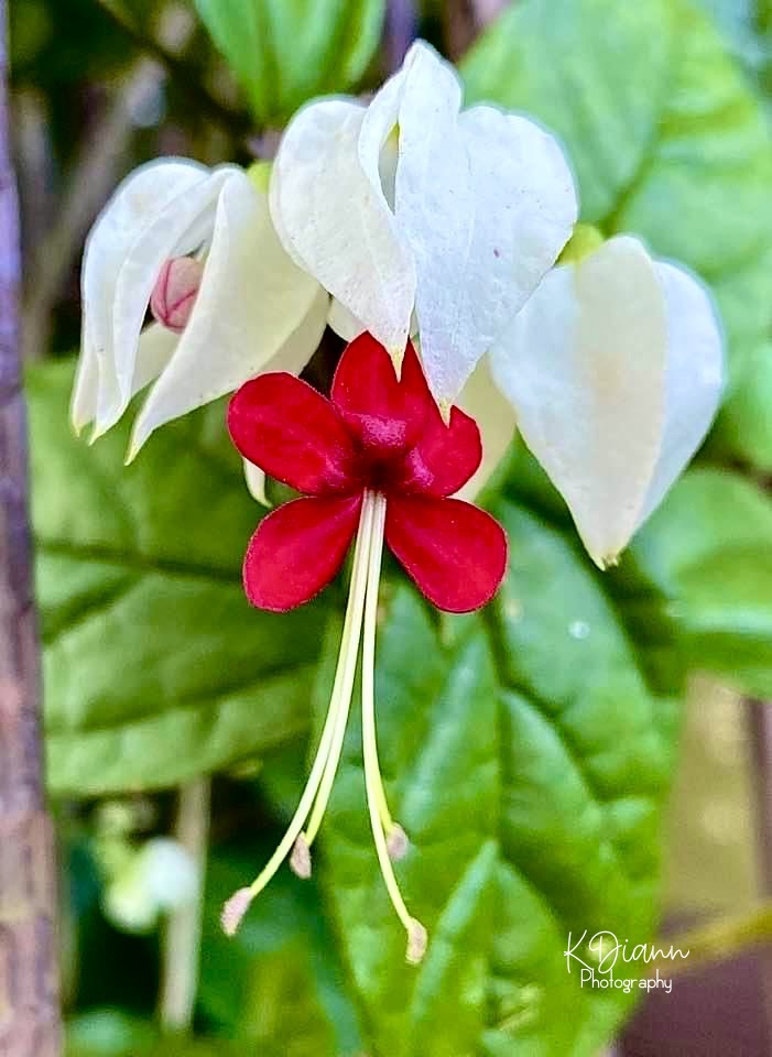 Bleeding Heart