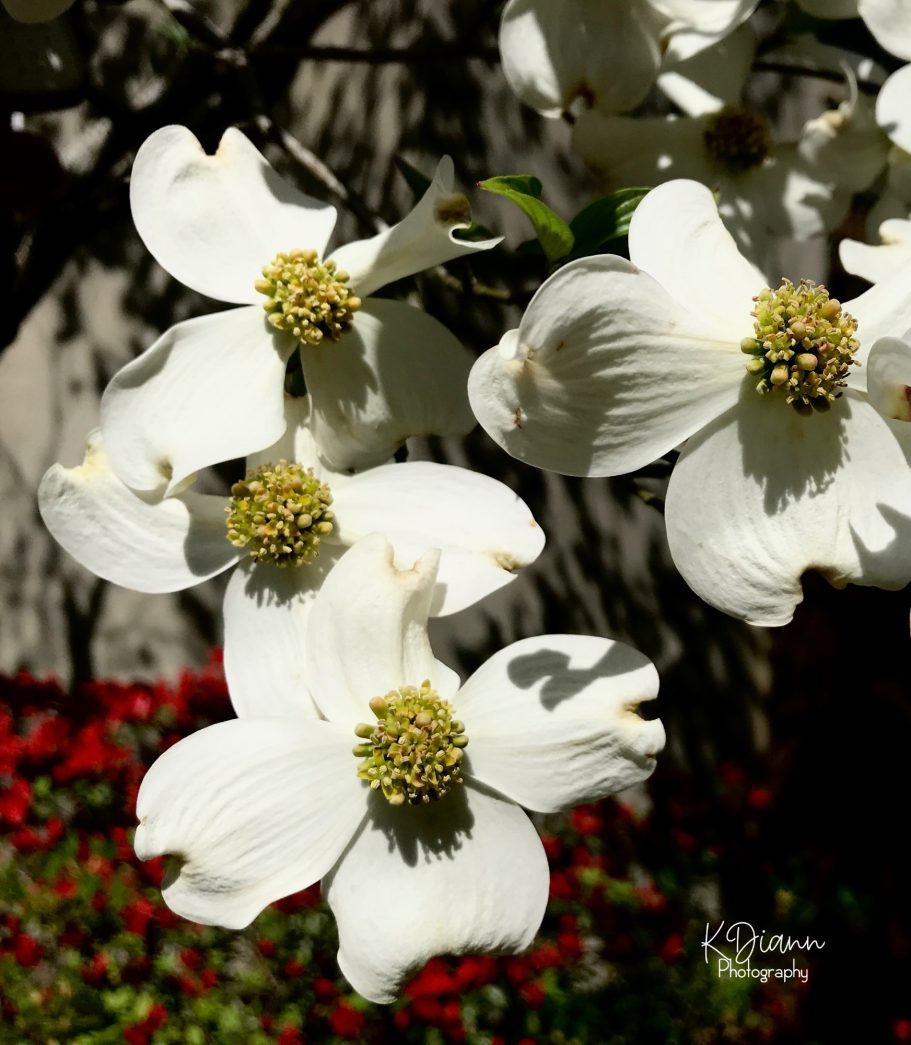 Dogwood