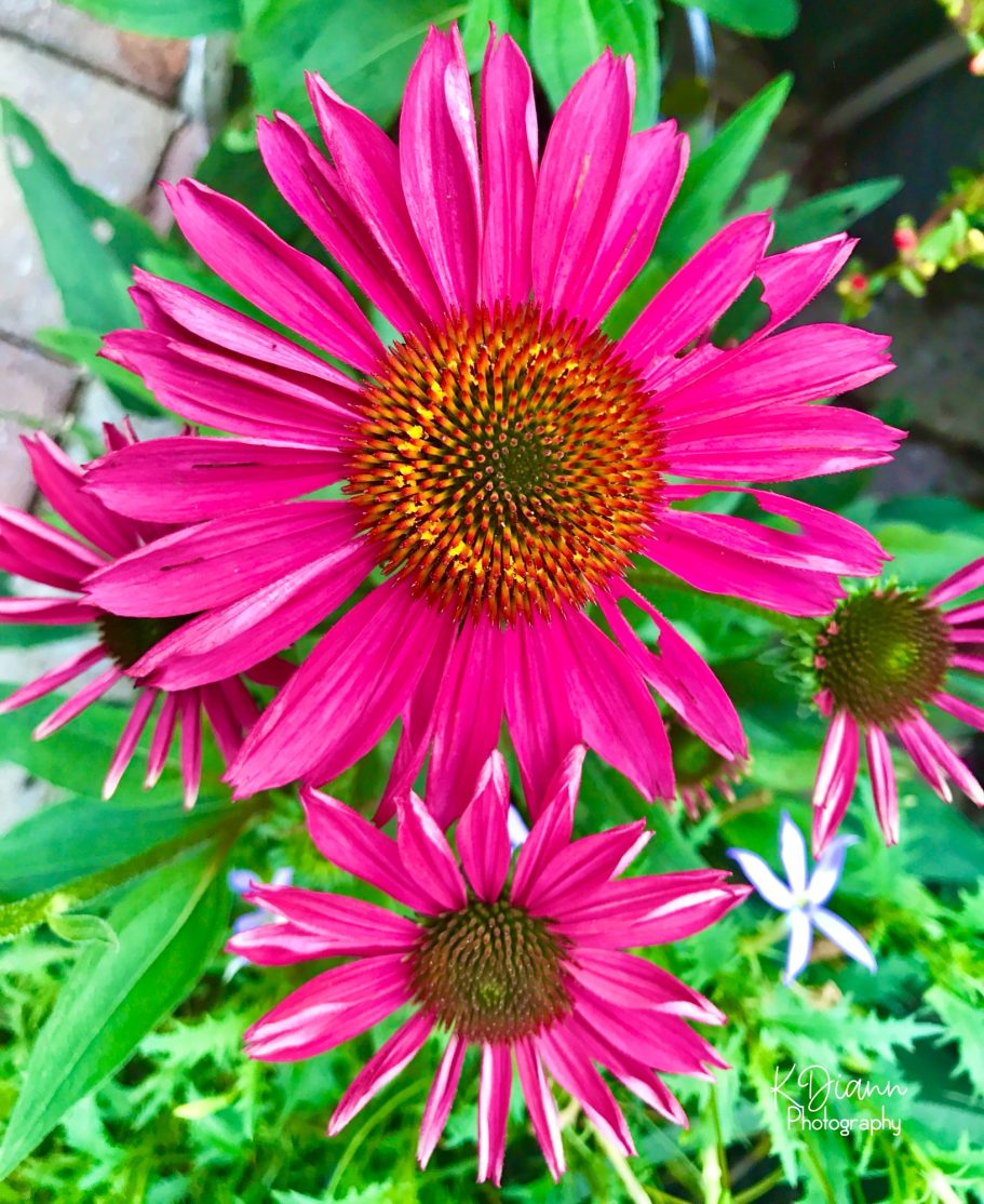 Echinacea