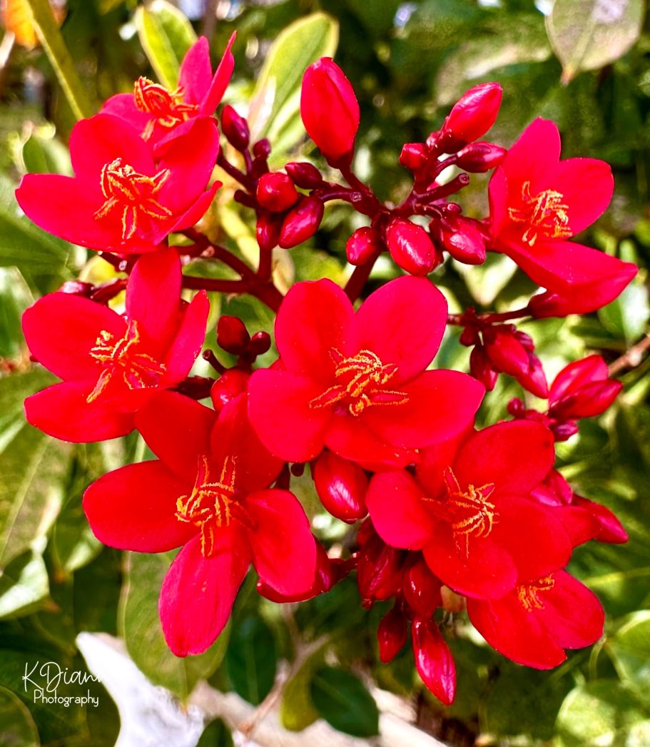 Jatropha