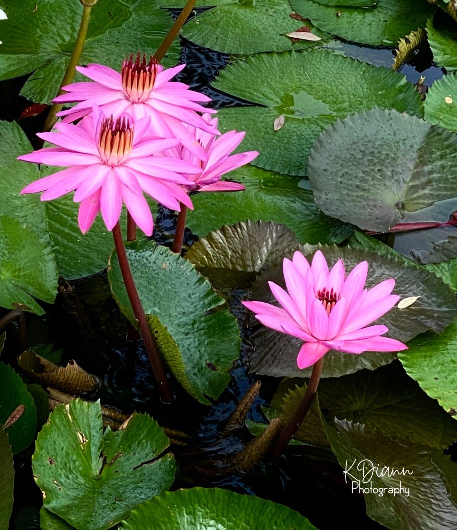 Water Lilies