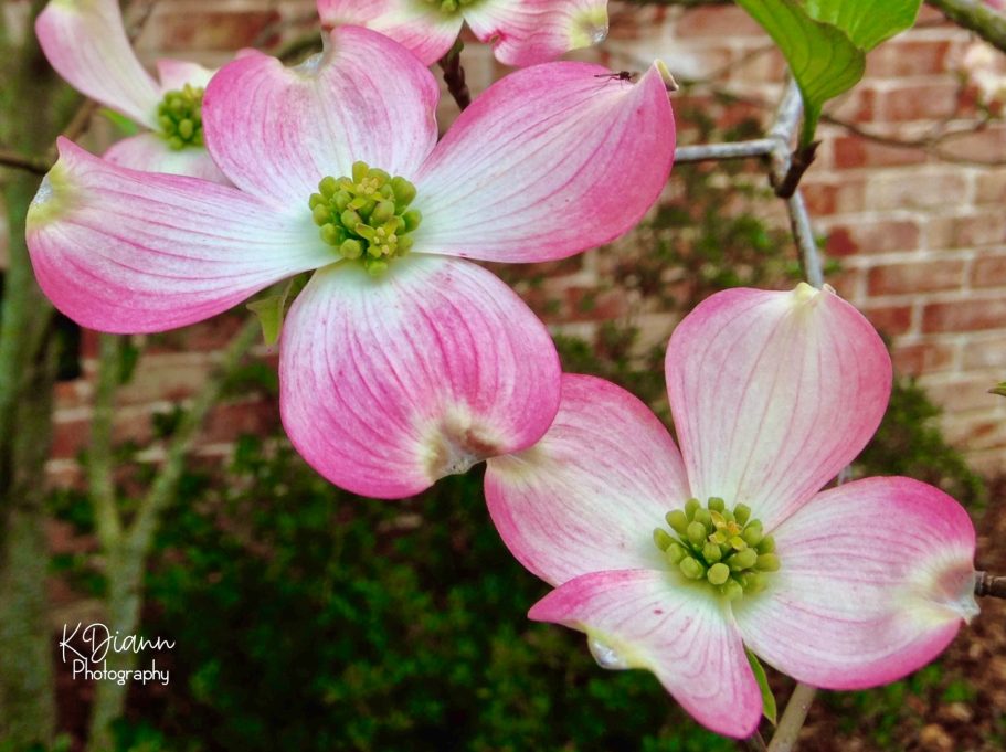 Pink Dogwood