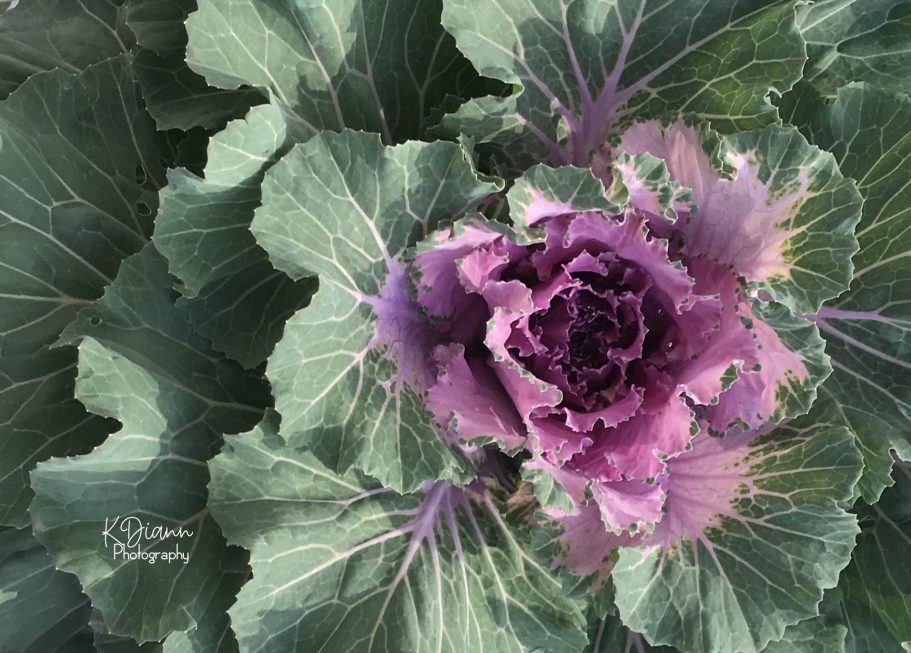 Ornamental Cabbage