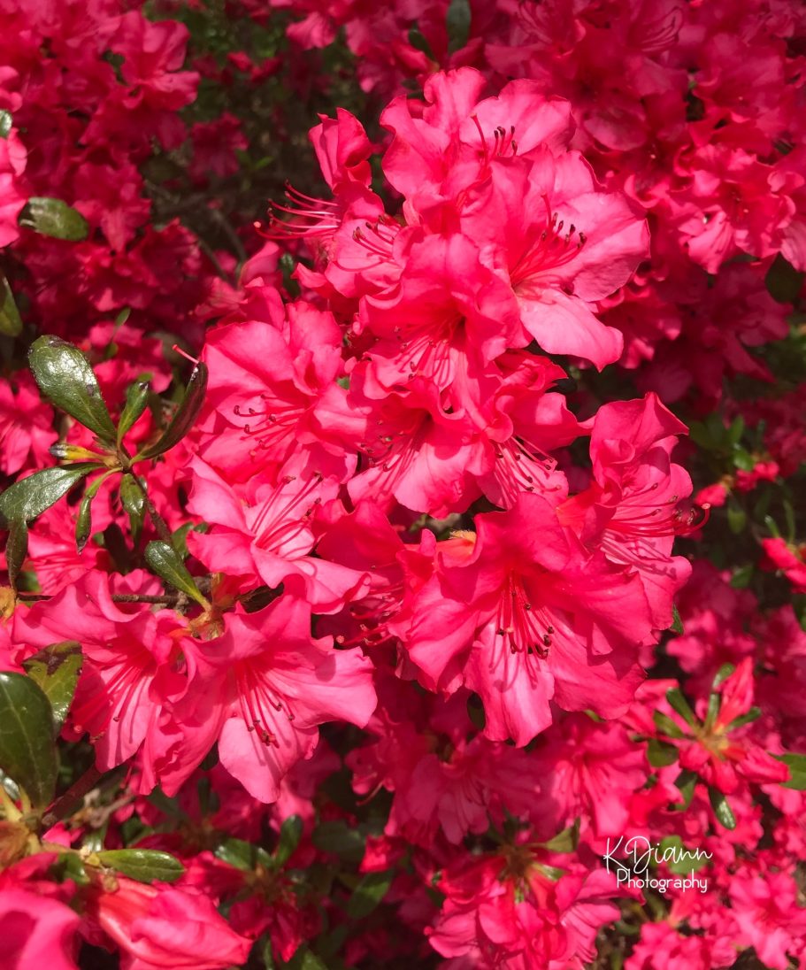 Azalea