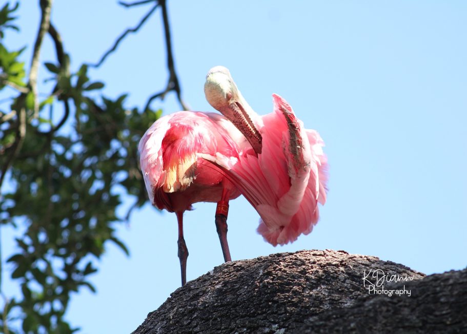 30 - Roseate Spoonbill Preening