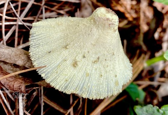Parasol Mushroom