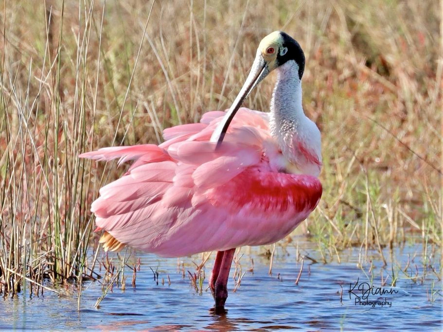 13 -Roseate Spoonbill